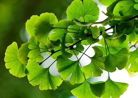 Conheça as plantas que são poderosas aliadas da boa memória