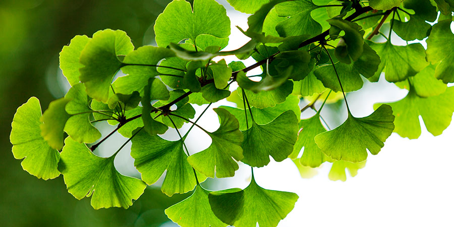 Conheça as plantas que são poderosas aliadas da boa memória