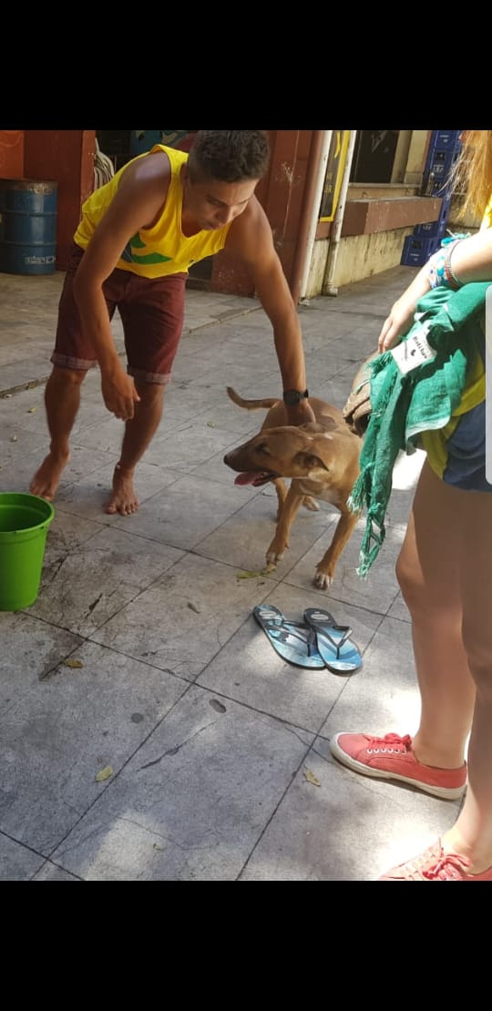 Em Manaus, cadela se assusta com fogos e fica presa em cerca de arame farpado