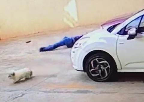 Cão cai do 9º andar de prédio e é salvo por vizinho 