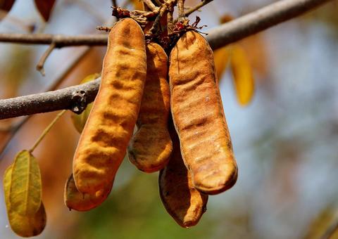 Jucá é poderoso antiinflamatório natural e expectorante