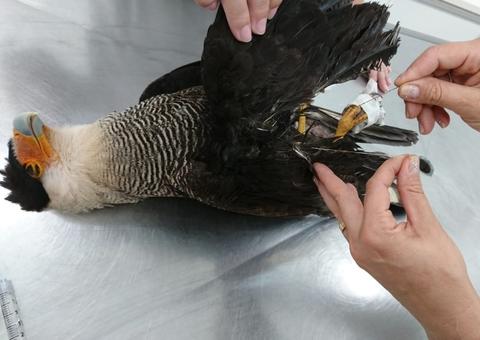 Gavião passa por transfusão de sangue após ser ferido por linha com cerol