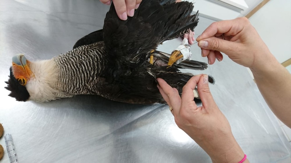 Gavião passa por transfusão de sangue após ser ferido por linha com cerol