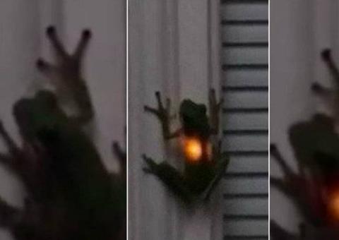 Estômago de sapo pisca estranhamente após refeição