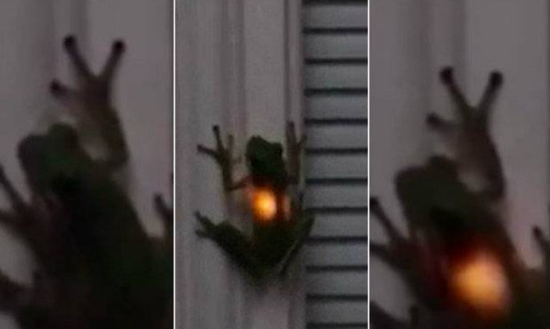 Estômago de sapo pisca estranhamente após refeição