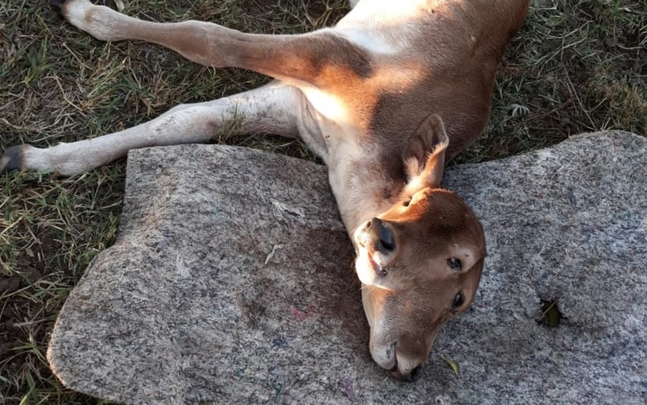 Bezerro nasce com duas cabeças em fazenda no interior