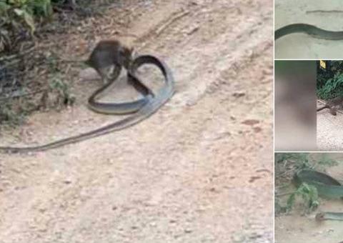 Rato sem medo devora cobra e viraliza na internet