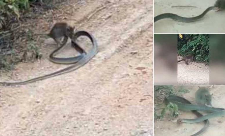Rato sem medo devora cobra e viraliza na internet