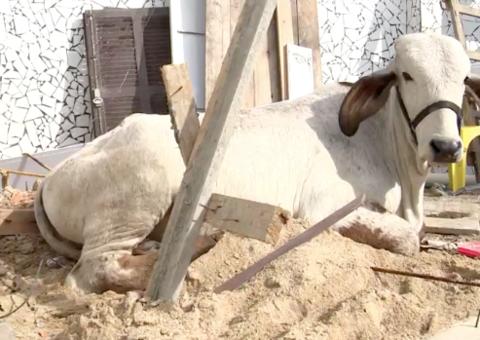 Vaca cai de telhado e deixa teto de residência destruído 