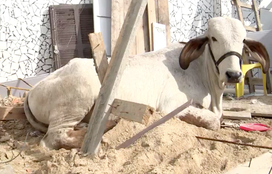 Vaca cai de telhado e deixa teto de residência destruído 