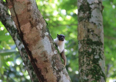 Inscrições para escolha de identidade visual do mascote Sauim-de-Manaus encerram este mês