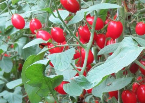 'Supertomate' promete ser mais saudável e proteger contra câncer