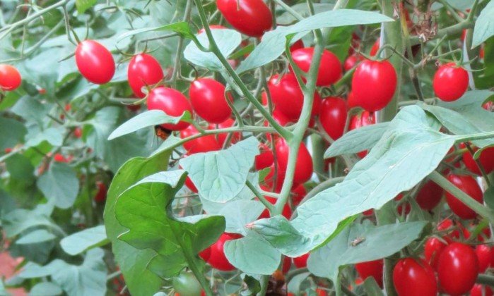 'Supertomate' promete ser mais saudável e proteger contra câncer