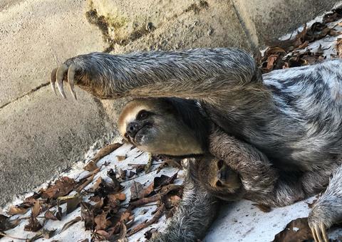 Preguiça tenta salvar filhote de ataque de cães em Manaus