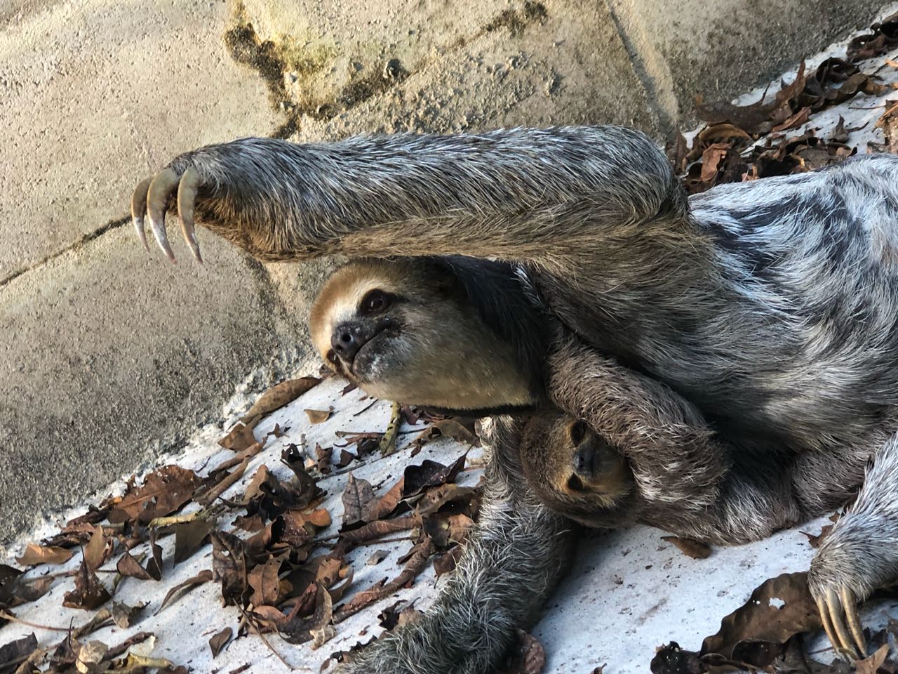 Preguiça tenta salvar filhote de ataque de cães em Manaus