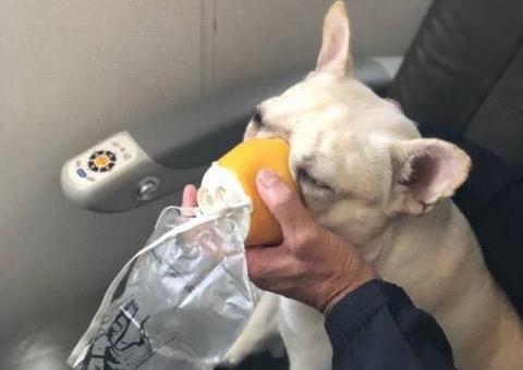 Cadelinha passa mal em voo e é salva por tripulação