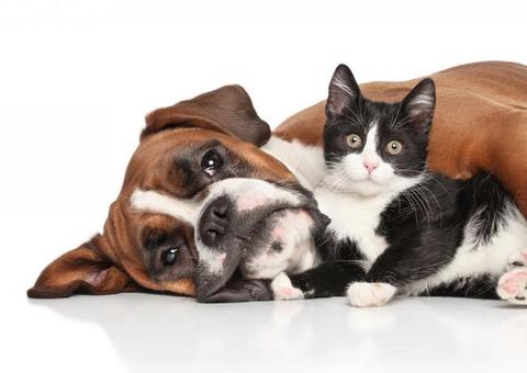 Arraial da Bicharada terá barraca de lambeijo e adoção de animais. Saiba mais