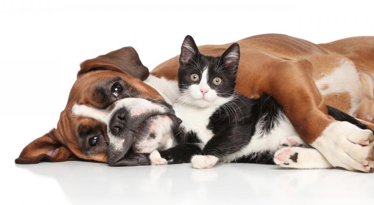 Arraial da Bicharada terá barraca de lambeijo e adoção de animais. Saiba mais