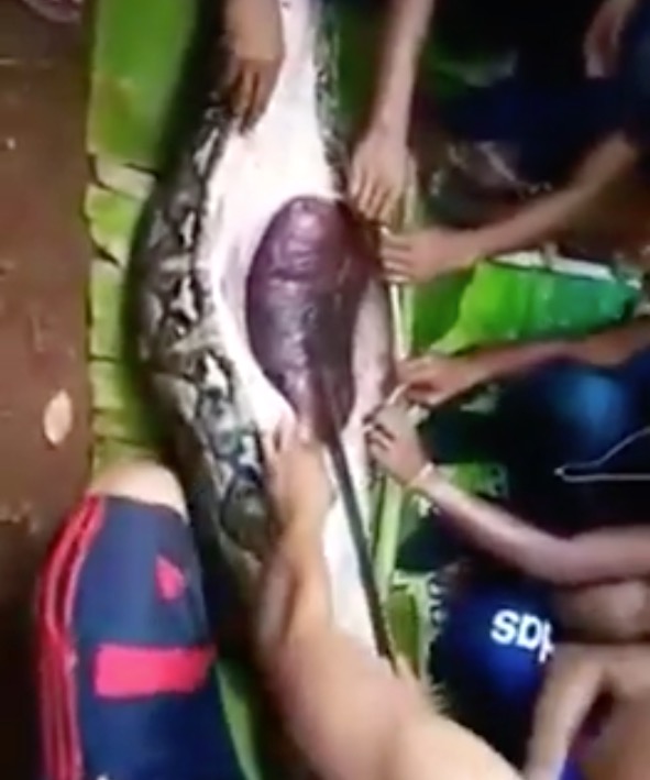 Moradores encontram corpo de mulher desaparecida dentro de cobra gigante