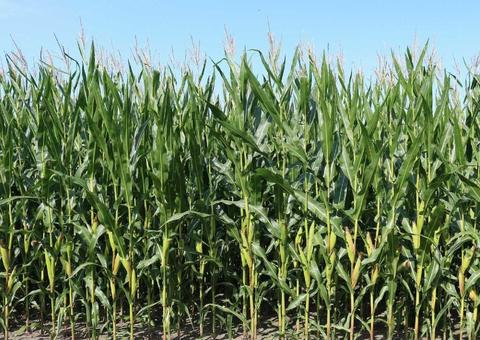 Trio é preso acusado de torturar e queimar adolescente vivo até a morte por engano