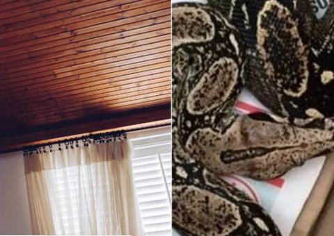 Homem é acordado por jiboia que caiu do teto