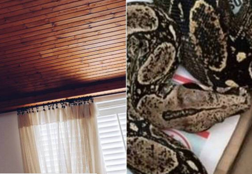 Homem é acordado por jiboia que caiu do teto