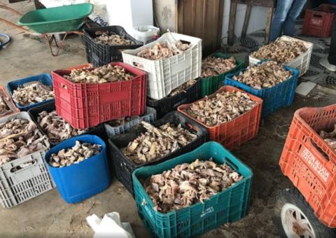 Polícia apreende 5,3 toneladas de carnes 'estragadas' que seriam vendidas em Manaus