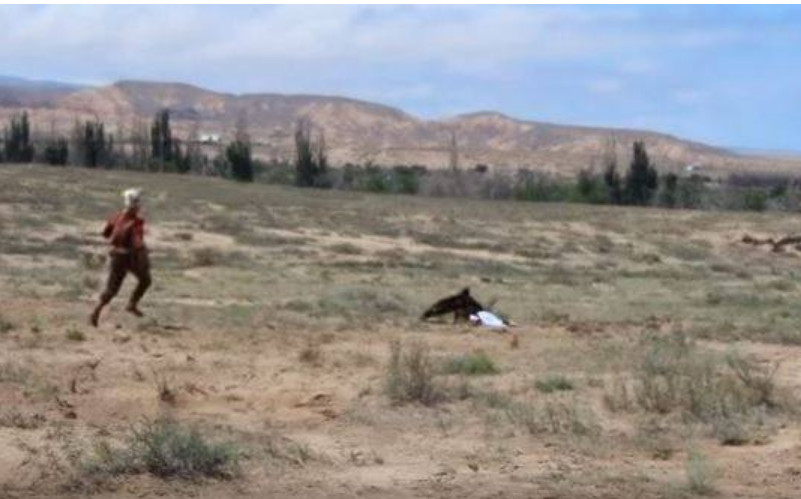 Criança de 8 anos é atacada por águia durante festival