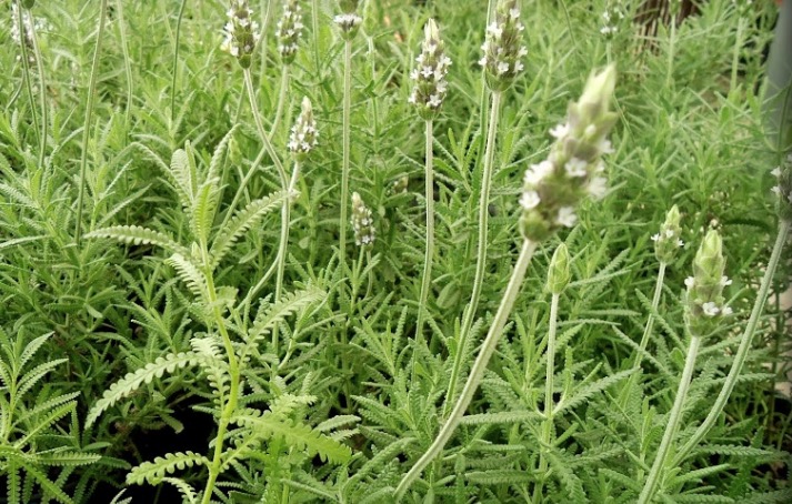 Alfazema evita sinusite e melhora dores musculares. Saiba mais