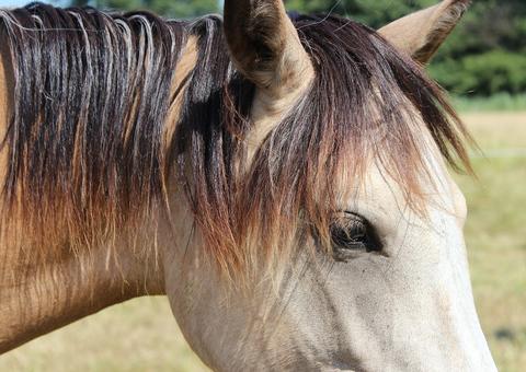 Homem é flagrado fazendo sexo com égua e diz que animal consentiu