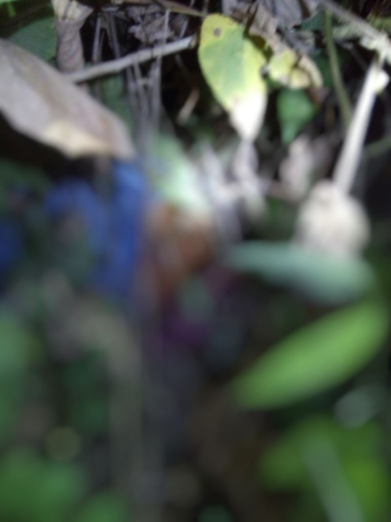 Executada a tiros mulher é encontrada em matagal em Manaus 