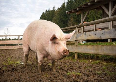 Idoso morre após ter pênis arrancado durante briga com porco