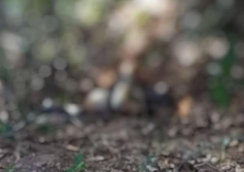 Com mãos amarradas, corpo de mulher é encontrado em matagal no Amazonas