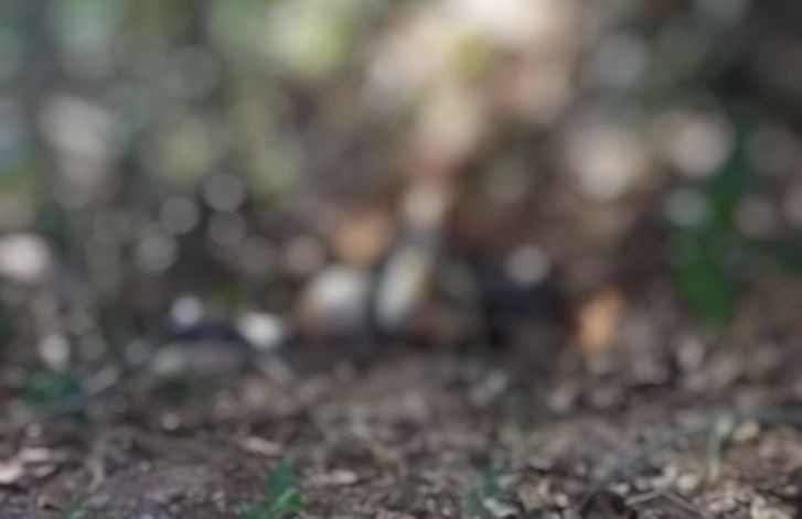 Com mãos amarradas, corpo de mulher é encontrado em matagal no Amazonas