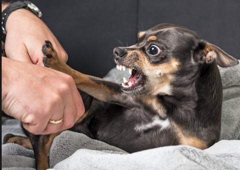 10 coisas que você faz e seu cão odeia