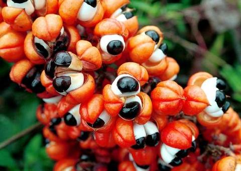Guaraná remove caspas, melhora a pele e ainda é afrodisíaco, conheça mais benefícios 