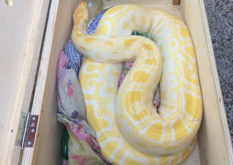 Dançarina é encontrada morta com duas cobras em quarto de boate 