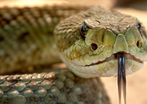 Fotógrafo põe em risco a própria vida ao fazer 'selfie' em olho de cobra venenosa  