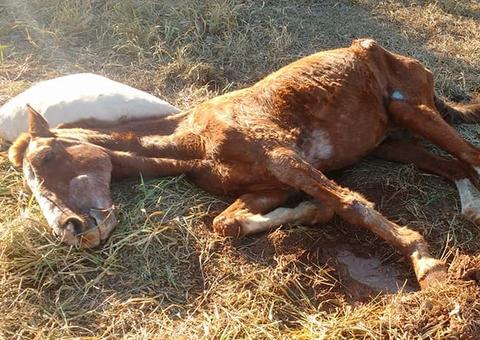 Cavalo que era obrigado a beber pinga é resgatado e ganha novo lar