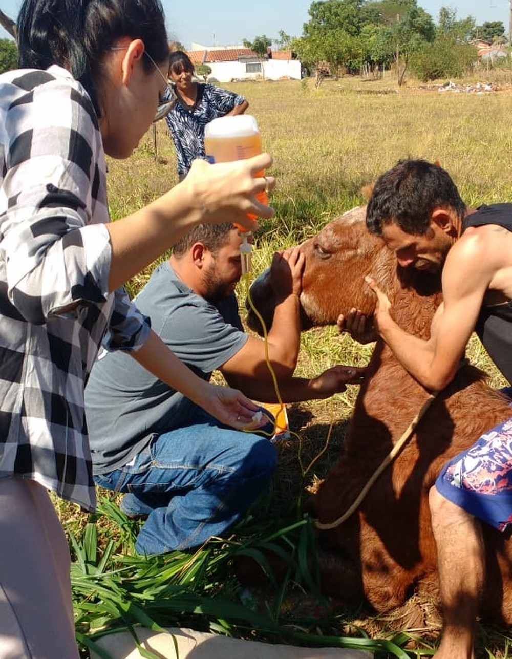 Cavalo que era obrigado a beber pinga é resgatado e ganha novo lar