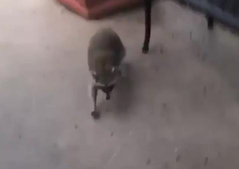 Brasileira é atacada por guaxinim na frente de restaurante e vídeo viraliza na web