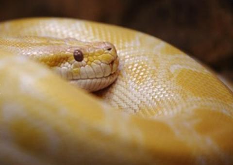 Mulher acorda com cobra ao seu lado na cama 