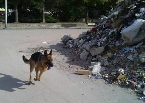 Cão farejador que ajudou no resgate de vítimas de terremoto morre envenenado