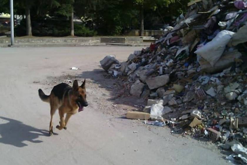 Cão farejador que ajudou no resgate de vítimas de terremoto morre envenenado