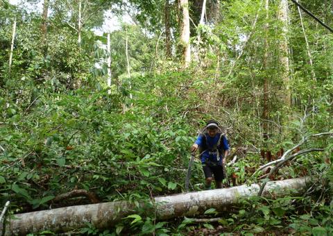 Mulher de 87 anos e criança entram em mata e desaparecem no Amazonas