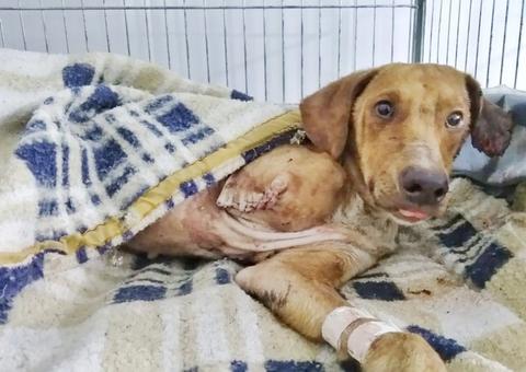 Cão é resgatado após ser amarrado em linha do trem e perder pata