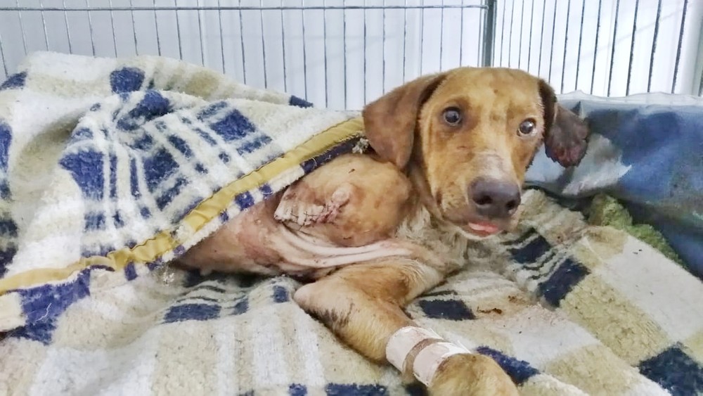 Cão é resgatado após ser amarrado em linha do trem e perder pata