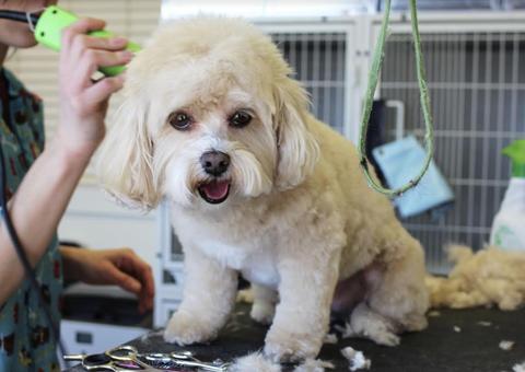 1º campeonato de tosadores de cachorro do Amazonas acontece neste domingo