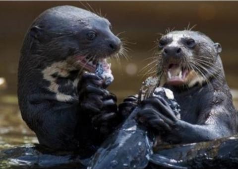 Após serem quase extintas, ariranhas retornam a rios na Amazônia