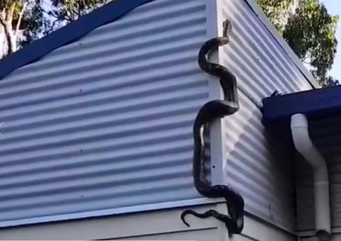 Homem divide sua casa com cobra píton de três metros   